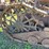 fordson-trackson-f-image-28