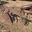 horse-drawn-roll-over-plow-image-1