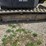 #23976-•-2024-dx-55r-excavator-and-mulching-head-image-47