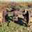 massey-harris-gp-image-4