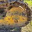 caterpillar-ten-high-clear-image-33