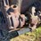 massey-harris-gp-image-63