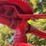 1942-farmall-m-image-28