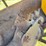 fordson-trackson-f-image-20