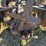 massey-harris-gp-image-9