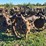 massey-harris-gp-image-5