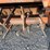 howard-rotaspike-hw-seedbed-tiller-image-14