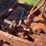 allis-chalmers-m-image-21