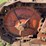 allis-chalmers-m-image-27