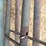 steel-12'-gates-image-10