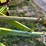 claas-rollant-250rc-image-14