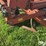 sunflower-3030-21-fallow-king-image-17