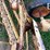 new-holland-rolabar-258-image-11