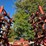 2003-krause-5630-28-image-49