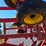 sunflower-4232-17-image-33
