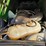 2019-john-deere-5100e-image-50