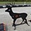 kit-containers-deer-shooting-target-47551-image-2