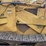 1987-deere-655b-image-11