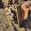 cat-36"-excavator-compaction-wheel-image-1