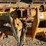 gannon-6.5'-3-pt-box-scraper-image-8