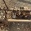lilliston-3-pt-3-row-60"-rolling-cultivator-image-10