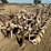 custom-3-pt-3-row-60"-cultivator-image-4