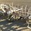 custom-3-pt-3-row-60"-cultivator-image-2