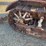caterpillar-thirty-image-7