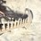 international-sickle-mower-image-19