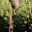 john-deere-400-rotary-hoe-image-18