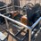 #4085-•-landhonor-skid-steer-articulating-brush-cutter-attachment-image-1