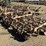 custom-3-pt-3-row-60"-cultivator-image-5