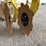 degelman-pro-till-pt3p10-high-speed-disc-image-13