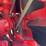 farmall-super-h-image-26