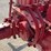 farmall-super-mta-image-24