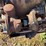 massey-harris-gp-image-60