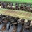 great-plains-solid-stand-grain-drill-image-9