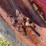 farmall-super-m-image-27