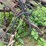 sickle-mower-image-20