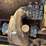 massey-harris-gp-image-61