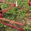 oliver-one-bottom-plow-image-8