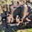 massey-harris-gp-image-58