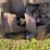 massey-harris-gp-image-58