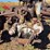 massey-harris-gp-image-9