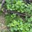sickle-mower-image-3