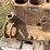 massey-harris-gp-engine-image-14