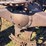 massey-harris-gp-image-38