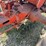 allis-chalmers-g-image-20
