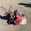 honda-turf-teq-image-5