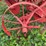 oliver-two-bottom-plow-image-11